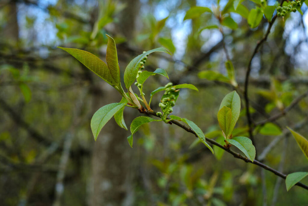 malé větve stromů na jaře na neutrálním rozmazaném pozadí. abstraktní s čerstvými zelenými listy - Fotografie, Obrázek