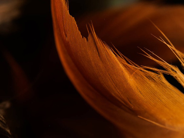 A close up studio shot of feathers on black background - Foto, imagen