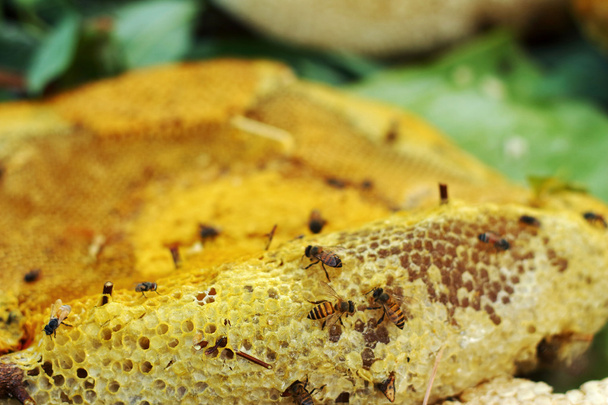 Nahaufnahme von frischem Honig in Waben - Foto, Bild