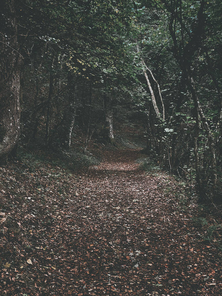 A vertical shot of a narrow path through autumn forest - Фото, изображение