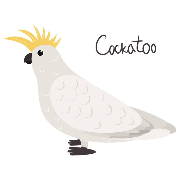 Cockatoo parrot in cartoon style on white background. Cacatuidae parakeet. - Vektor, Bild