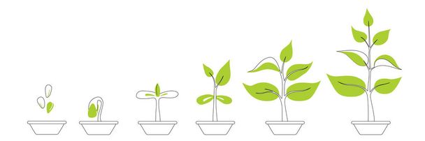 相植物が成長します。苗の園芸植物。インフォグラフィックを植える。種子は地面に発芽する。進化論の概念。芽、植物、木の栽培農業のアイコン。平型ベクトルイラスト - ベクター画像