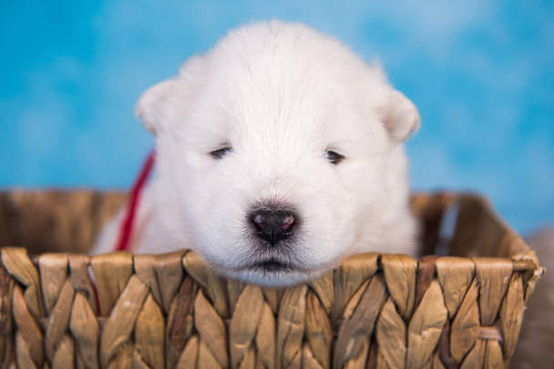 Branco fofo pequeno cachorro Samoyed cão em uma caixa de presente - Foto, Imagem