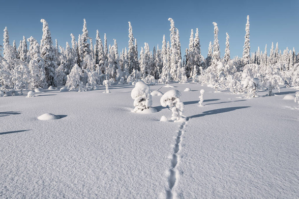 A fabulous winter forest in Paanajrvi National Park. - Foto, immagini