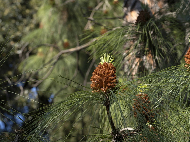 Pinus Canary Islands Pine tree flowom details - Фото, зображення