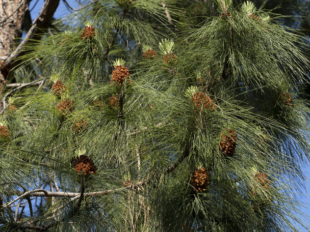 Pinus Canaeriensis Kanári-szigetek Fenyőfa virágzás részletei - Fotó, kép