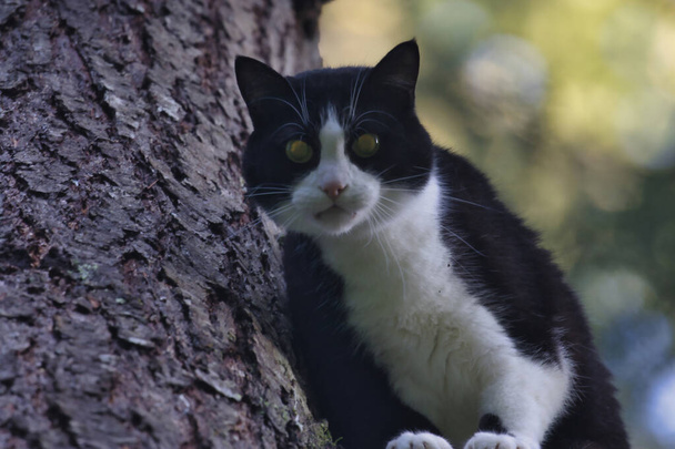 gato adulto preto e branco em pé em um pinheiro - Foto, Imagem