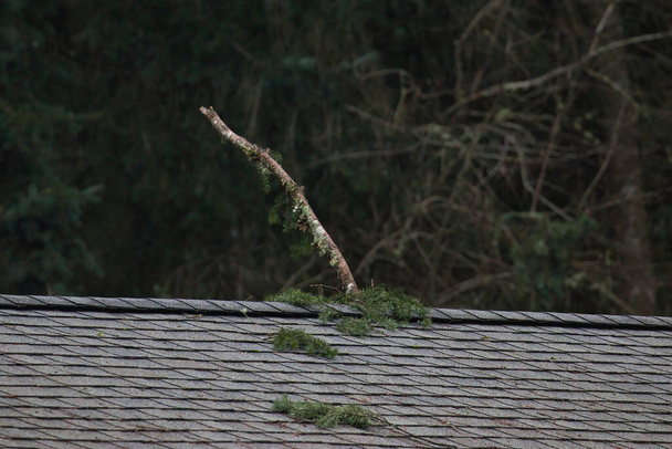grande galho caído árvore preso em telhas do telhado - Foto, Imagem