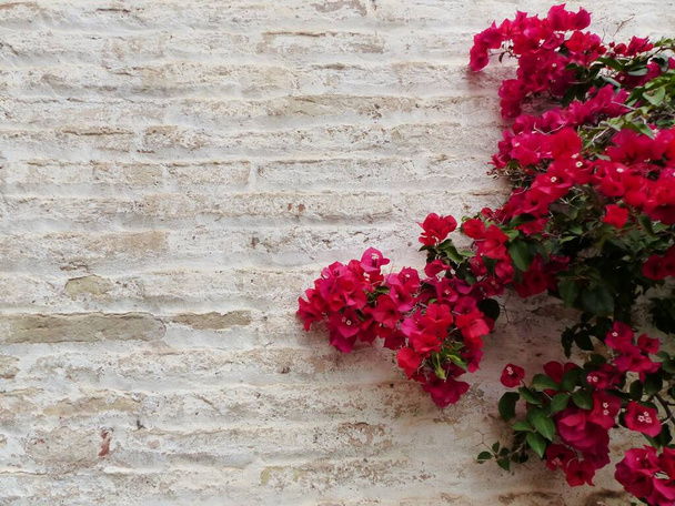 witte bakstenen muur en roze bougainvillea / pared de ladrillo blanca y buganvilla rosa - Foto, afbeelding