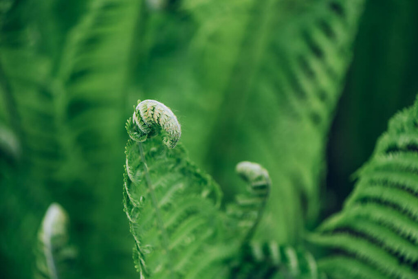 Green ferns leaves. Natural foliage background. Floral texture. Nature concept. - Photo, Image