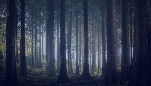 misty woodland Cornwall England uk  - Fotó, kép