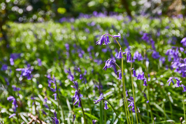 bluebells, Hyacinthoides, wild flowers in blooming in a forest of Ireland - Fotografie, Obrázek