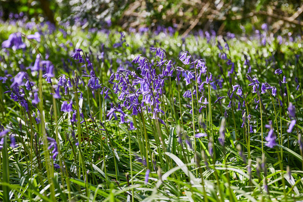 several bluebells, Hyacinthoides, wild flowers in blooming in a forest of Ireland - Foto, afbeelding