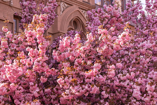 Arbre Sakura à fleurs luxuriantes dans un jardin urbain. - Photo, image