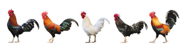 Set of colorful  free range male rooster isolated on white background with clipping path - Photo, Image