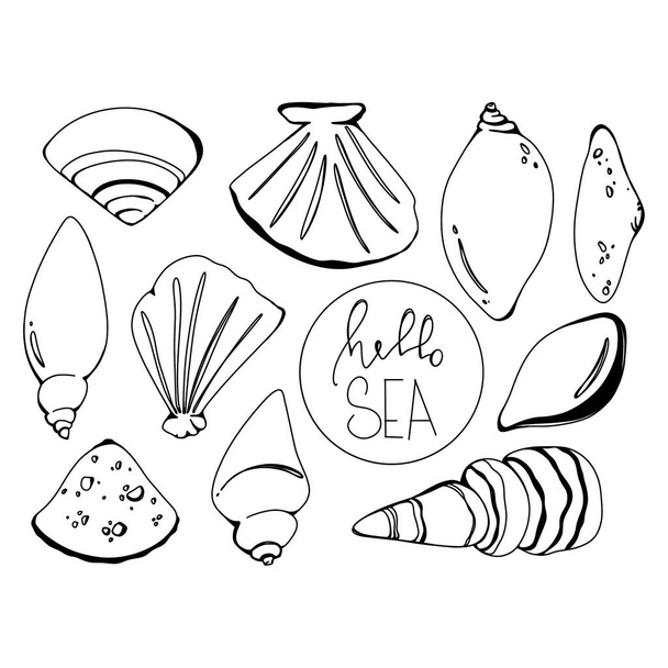 白を基調とした直線的なドアアウトラインの手描きによる貝殻の貝セット。モノクローム・デジタル・アート・グラフィックス。タトゥーのための印刷,ぬり絵,子供のページ,メニュー - 写真・画像