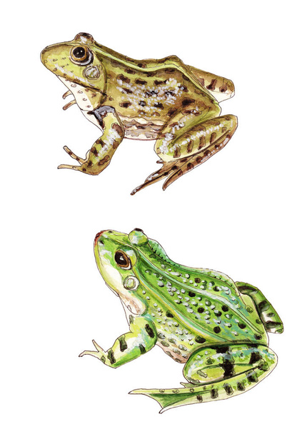 Акварельная иллюстрация двух лягушек зеленого и болотного цвета, выделенных на белом фоне - Фото, изображение