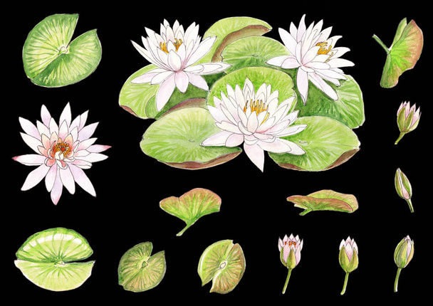 Υδατογραφία εικονογράφηση μιας σειράς μπουμπούκια, λουλούδια, φύλλα και μια σύνθεση των νούφαρων που απομονώνονται σε μαύρο φόντο - Φωτογραφία, εικόνα