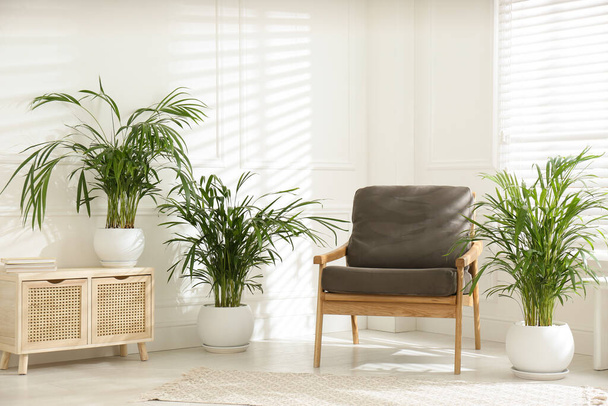 Stylish room interior with exotic house plants - 写真・画像