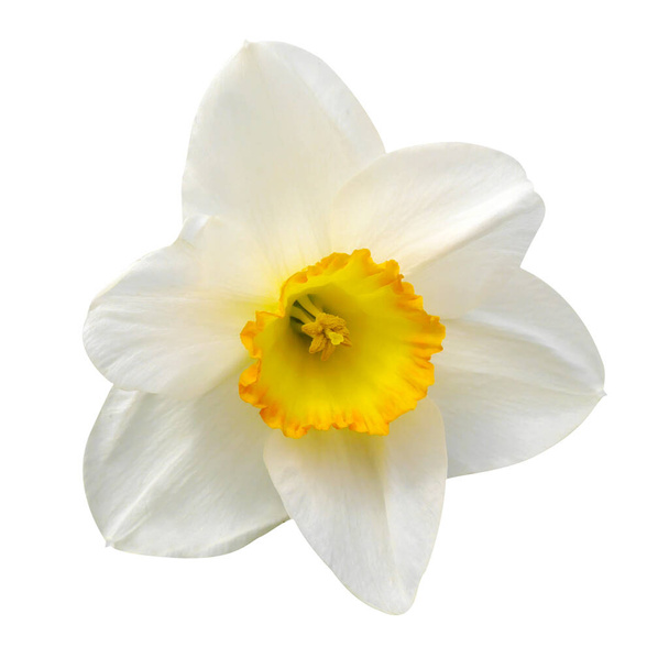 Narciso bianco su sfondo bianco isolato. Natura foto - Foto, immagini