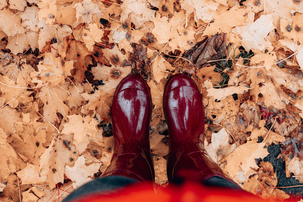 Pies femeninos en botas de goma de color burdeos de pie sobre hojas caídas de otoño en el parque o el bosque en la calle - Foto, Imagen