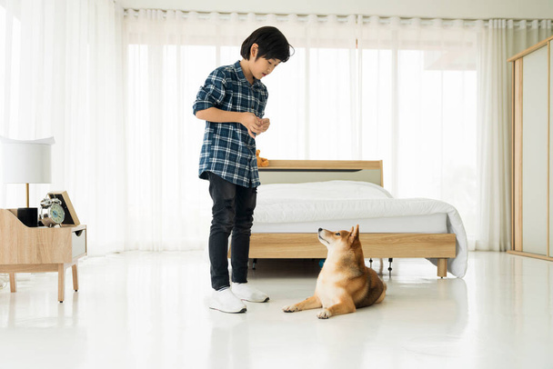 An Asian boy and shiba inu dog. Asian boy are teaching and training dogs in bedroom. - Fotografie, Obrázek