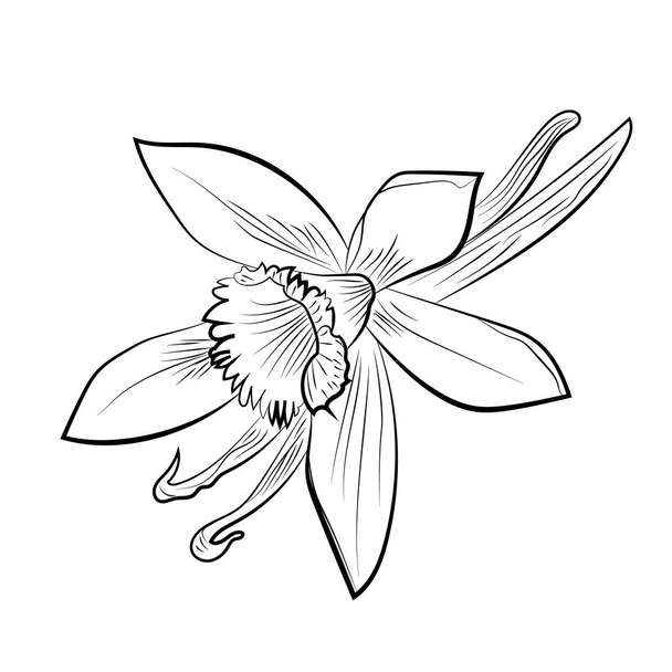 Beyaz arkaplana izole edilmiş vanilyalı çiçek el çizimi simgesi. Vektör - Vektör, Görsel