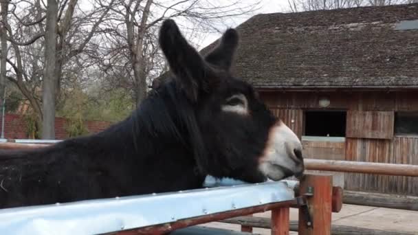 Der große Esel versucht, den Zaun zu öffnen - Filmmaterial, Video