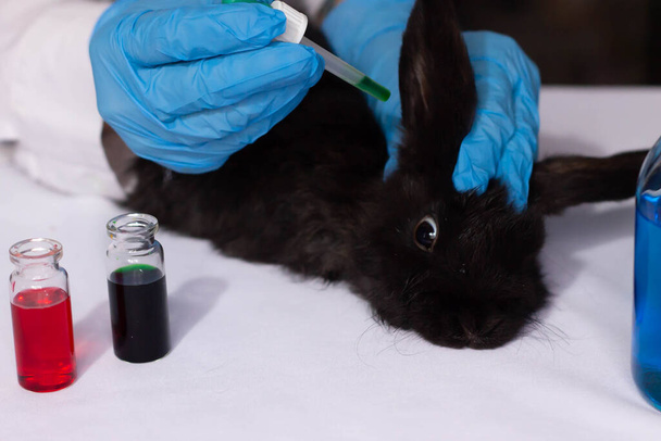 testing cosmetics on a small rabbit - Foto, Imagem