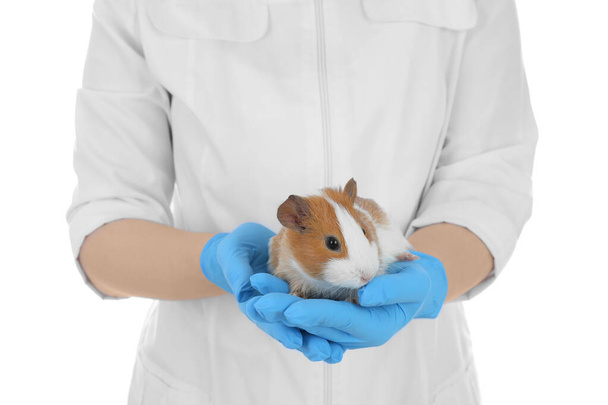 Scientist holding guinea pig on white background, closeup. Animal testing concept - Valokuva, kuva