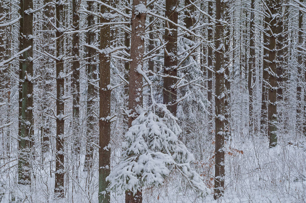 Landscape of winter red pine forest flocked with fresh snow, Yankee Springs State Park, Michigan, USA - 写真・画像