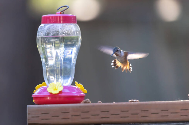 Kleiner Kolibri schwebt in gleißendem Sonnenlicht in der Nähe des Futters - Foto, Bild