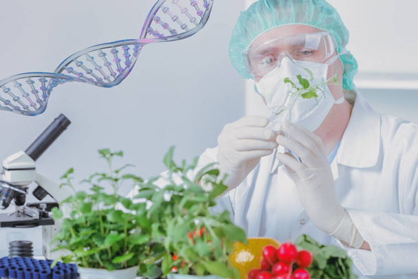 Ricercatore con piante OGM. L'organismo geneticamente modificato o GEO è una pianta il cui materiale genetico è stato alterato utilizzando tecniche di ingegneria genetica - Foto, immagini