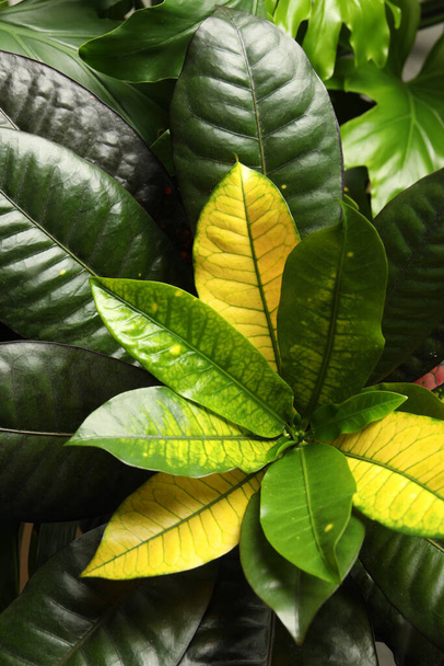 Codiaeum with lush leaves in garden. Tropical plant - Фото, изображение
