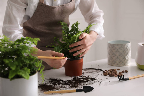 Woman planting fern at white table indoors, closeup - 写真・画像