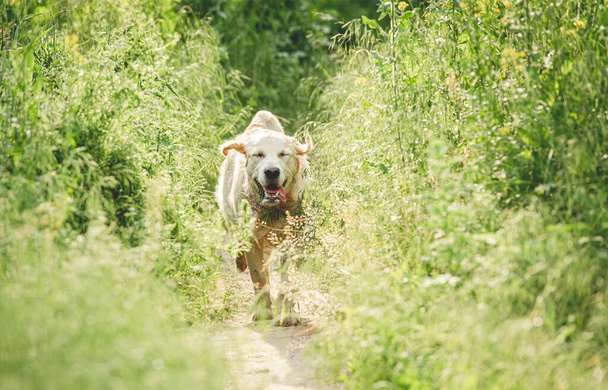 Funny dog running on sunny meadow - Foto, afbeelding