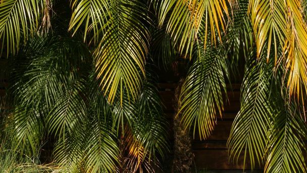 Eksoottinen viidakon sademetsä trooppinen ilmapiiri. Palmu tuoreita mehukkaita versoja lehtiä Amazonin metsässä tai puutarhassa. Kontrasti tumma luonnollinen vehreys rehevä lehtineen. Ikivihreä ekosysteemi. Paratiisin esteettinen tausta - Valokuva, kuva