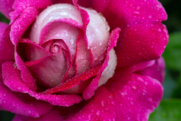 Розовая роза крупным планом с капли воды. - Фото, изображение