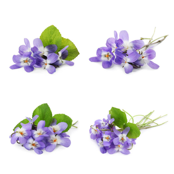 Set with beautiful wood violets on white background. Spring flowers - Photo, image