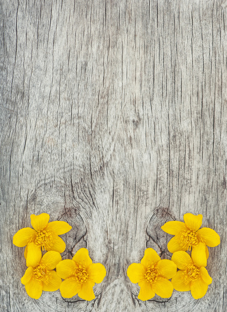 古い木の上の黄色の花 - 写真・画像