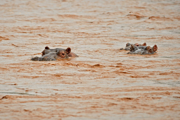 Hippopotamus - Hippopotamus amphibius, mamífero grande popular de ríos y lagos africanos, parque nacional Tsawo East, Kenia. - Foto, imagen