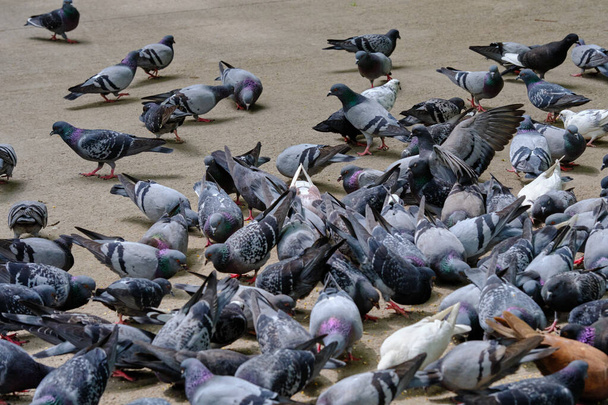 A flock of pigeons in Tashkent Pets on a pedestrian alay eating food - Photo, image