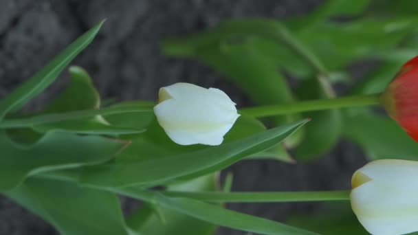 Un tulipán blanco en medio de los rojos. Vídeo vertical - Metraje, vídeo