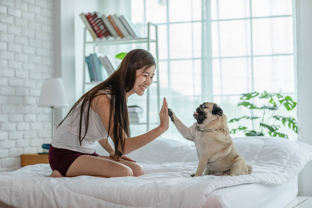 Cute dog Pug breed giving paw high five owner with love feeling so happiness and comfortable,Pretty asian girl Relax with dog in holidays at home,Selective focus - Foto, imagen