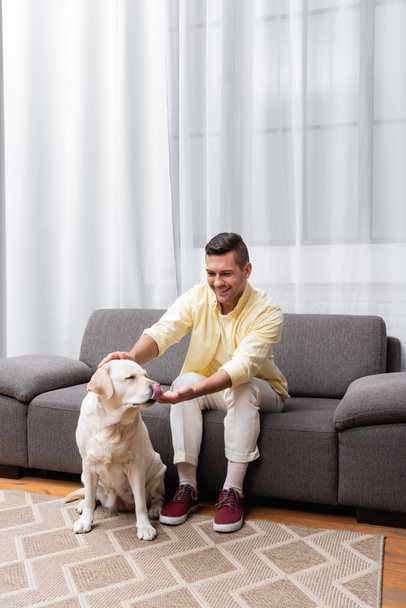 Λαμπραντόρ σκυλί προεξέχει γλώσσα κοντά χαρούμενος άνθρωπος κάθεται στον καναπέ στο σπίτι - Φωτογραφία, εικόνα