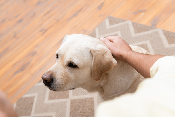 partial view of man petting labrador dog, blurred foreground - Foto, afbeelding