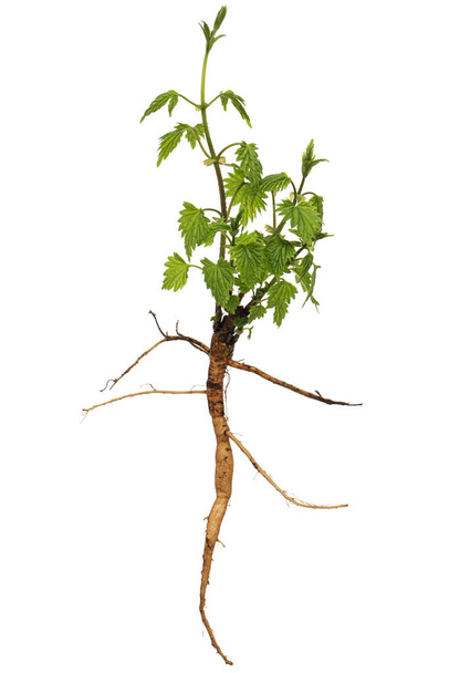 brote de lúpulo con hojas verdes y raíz, aislado sobre fondo blanco - Foto, Imagen