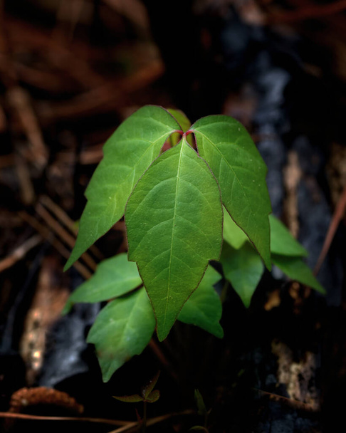 Green Poison Ivy Pianta che cresce nella foresta. Buio e Moody - Foto, immagini