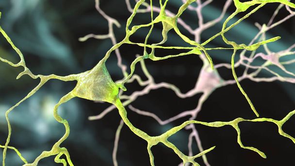 神経細胞,扁桃体に位置する脳細胞, 3Dイラスト.扁桃体は側頭葉の中の原子核の集まりで、大脳辺縁系の一部で、記憶や感情において神経細胞が役割を果たしています。 - 写真・画像