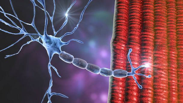 Motoneuron verbindet sich mit Muskelfaser, 3D-Illustration. Ein neuromuskulärer Übergang ermöglicht es dem motorischen Neuron, ein Signal an den Muskel zu senden, der die Kontraktion verursacht. Es wird durch Toxine und Krankheiten beeinflusst - Foto, Bild